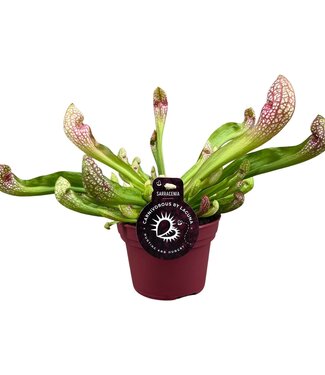 ME Sarracenia Scarlet Belle 12 cm | Per 6 pieces