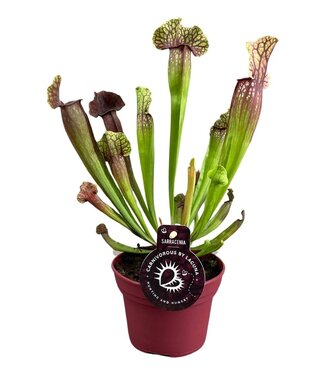 ME Sarracenia Judith Hindle 12 cm | Per 6 pieces