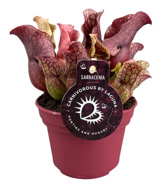 ME Sarracenia Sylwia 12 cm | Per 6 pieces