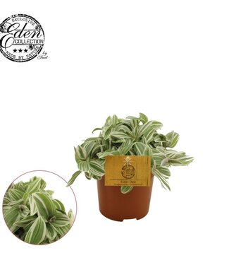 ME Tradescantia Tenderness 10.5cm | Per 6 pieces