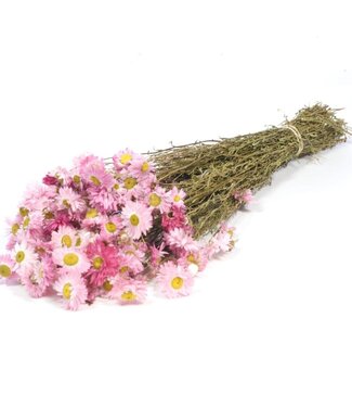 LDD Fleurs séchées Acroclinium rose naturel | Longueur 55 centimètres | Par 25 pièces