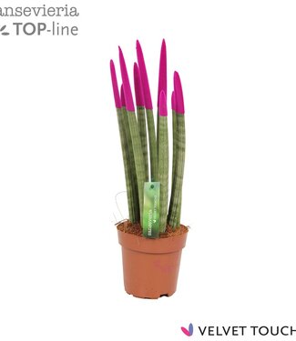 ME Sansevieria VELVET TOUCHZ® Fuchsia | Par 8 pièces