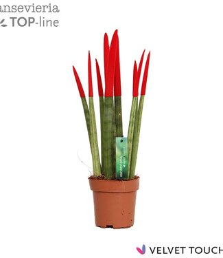 ME Sansevieria VELVET TOUCHZ® Rouge | Par 8 pièces