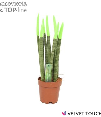 ME Sansevieria VELVET TOUCHZ® Vert | Par 8 pièces