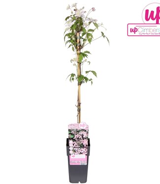 ME Clematis Montana Fragrant Spring | Potmaat 15 | Per 10 stuks