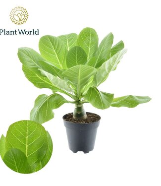 ME Brighamia insignis 'Hawaii Palm' | Potmaat 12 | Per 6 stuks