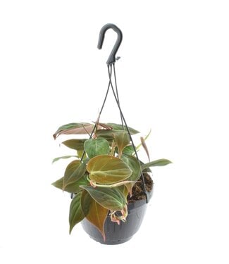 ME Philodendron scandens 'Micans' Pot suspendu | Par 4 pièces