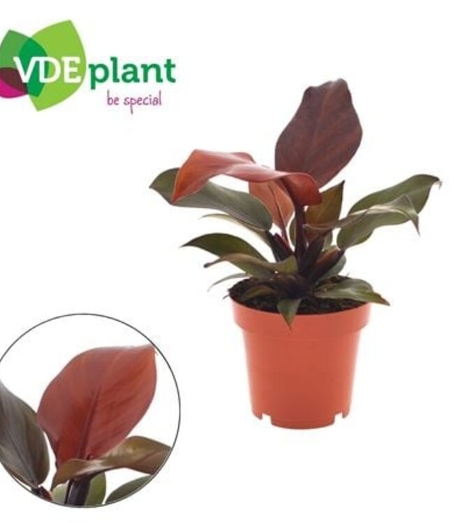 Philodendron Sunlight 12cm | Per 6 pieces