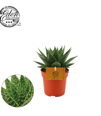 ME Gasteria Hybride Aurora P10,5 | Per 4 stuks