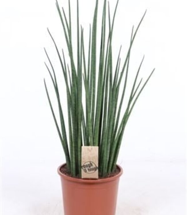 Sansevieria Mikado | Taille du pot 19 | Chaque