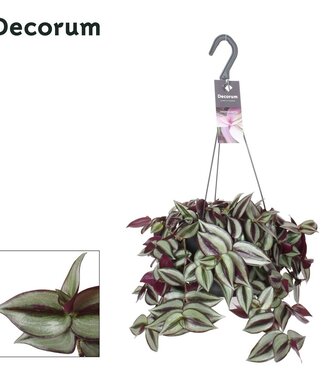 ME Tradescantia Zebrina 'violet Hill' | Taille du pot 17 | Chaque