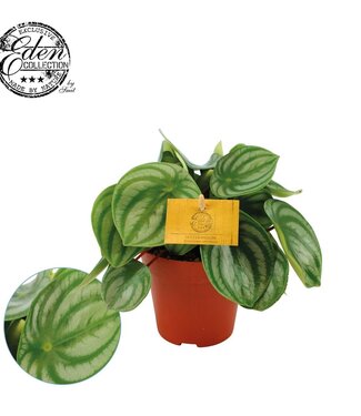 ME Peperomia Argyreia | Pot size 12 | Per 4 pieces