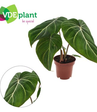 ME Philodendron Gloriosum 12cm | Par 8 pièces