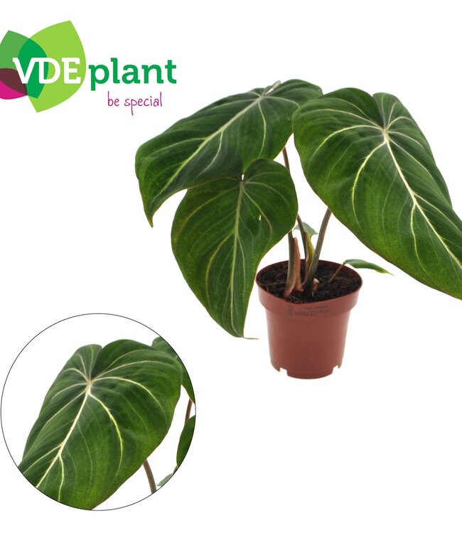 Philodendron Gloriosum 12cm | Per 8 pieces