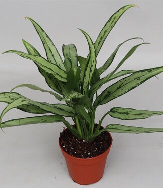 ME Aglaonema 'cutlass' | Pot size 12 | Per 10 pieces