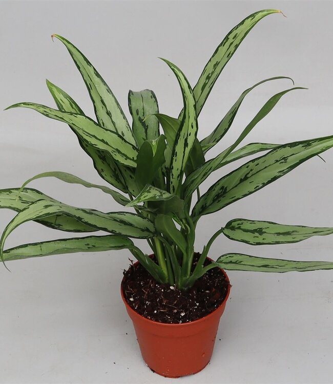 Aglaonema 'cutlass' | Pot size 12 | Per 10 pieces