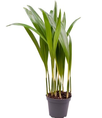 ME Chrysalidocarpus Lutescens (areca) | Taille du pot 6 | Par 8 pièces