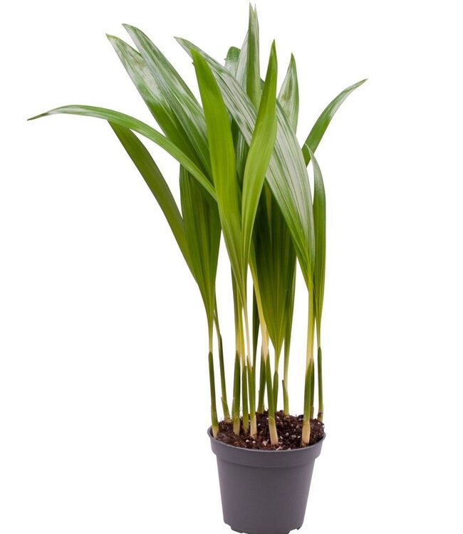 Chrysalidocarpus Lutescens (areca) | Taille du pot 6 | Par 8 pièces