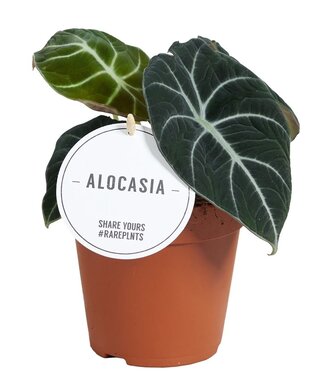 ME Alocasia Black Velvet | Pot size 12 | Per 6 pieces