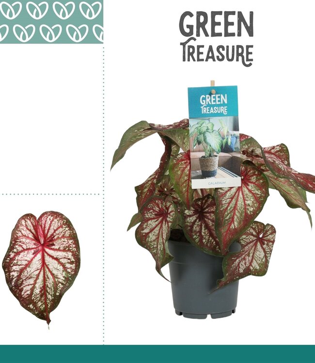 Caladium Bicolour | Par 6 pièces