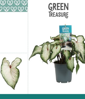 ME Caladium White | Per 6 pieces