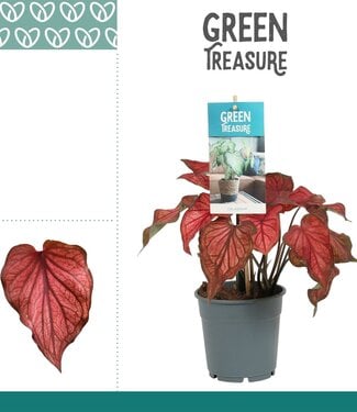 ME Caladium Red | Par 6 pièces