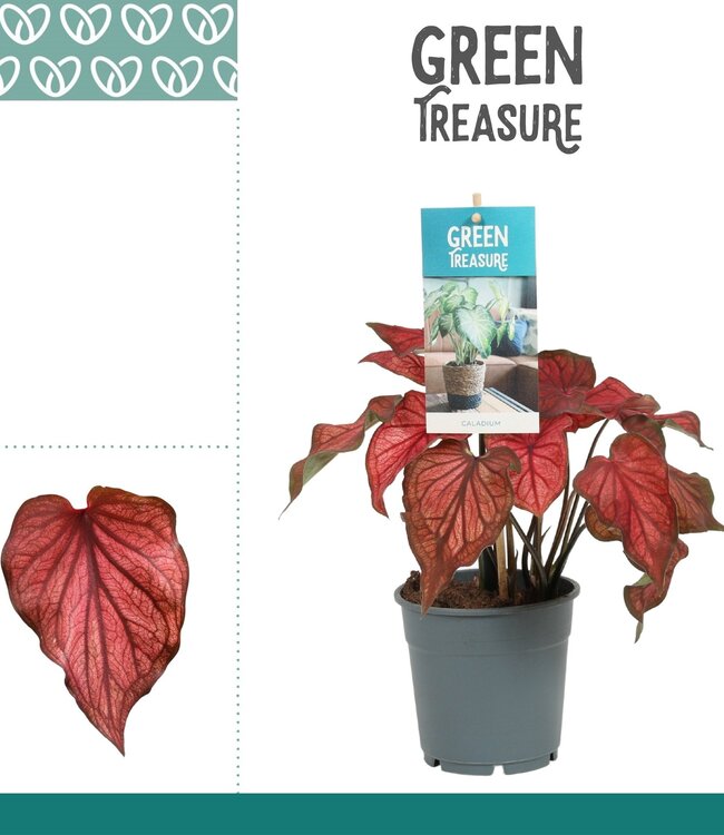 Caladium Red | Par 6 pièces