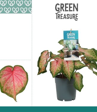 ME Caladium Roze | Per 6 stuks