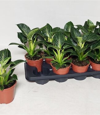 ME Philodendron Birkin | Pot 14 | 8 pièces