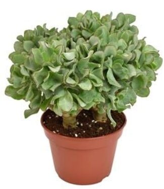 ME Crassula Arborescens Undilatifolia | Taille du pot 15 | Par 6 pièces