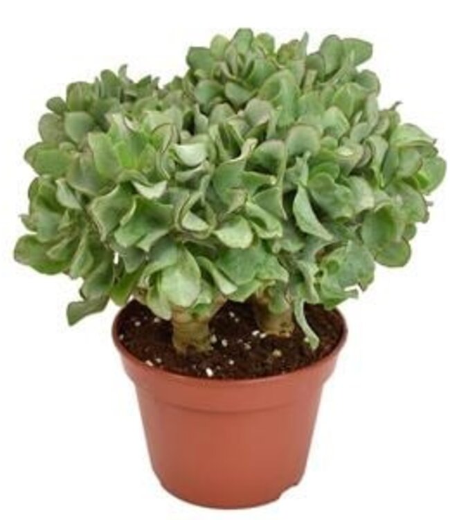 Crassula Arborescens Undilatifolia | Pot size 15 | Per 6 pieces