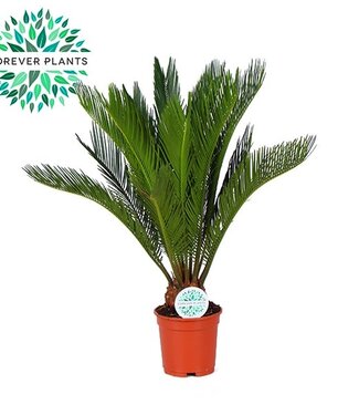 ME Cycas Revoluta | Potmaat 17 | Per 6 stuks