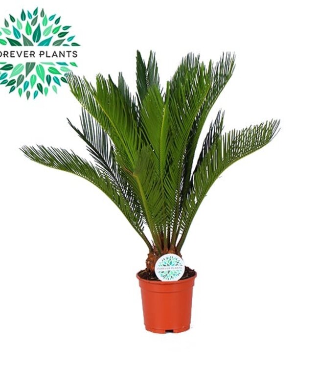 Cycas Revoluta | Taille du pot 17 | Par 6 pièces