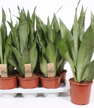 ME Sansevieria Moonshine | Par 6 pièces