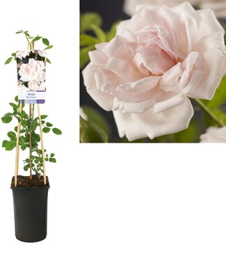 ME Rosa 'new Dawn' +light Label | Potmaat 17 | Per stuk