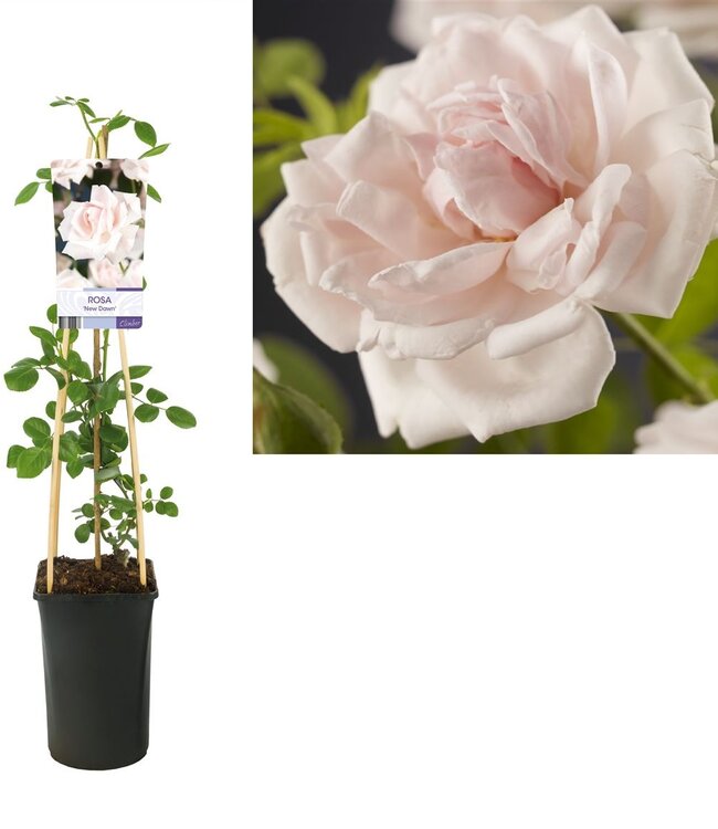 Rosa 'new Dawn' +étiquette claire | Taille du pot 17 | Chaque