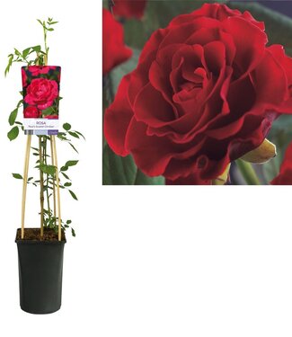 ME Rosa 'paul's Scarlet Climber' +light Label | Pot size 17 | Par pièce