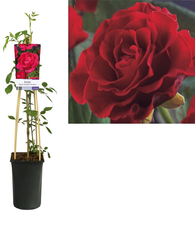 Rosa 'paul's Scarlet Climber' +light Label | Potmaat 17 | Per stuk