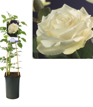 ME Rosa 'white Climber' +étiquette claire | Taille du pot 17 | Chaque