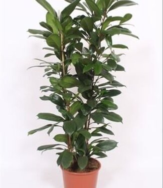 ME Ficus Cyathistipula 2pp | Par pièce