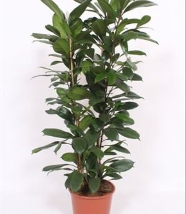 Ficus Cyathistipula 2pp | Per piece