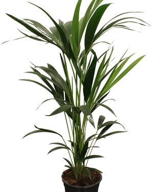 ME Howea forsteriana (Kentia) 5 pit 100-120cm | Per stuk