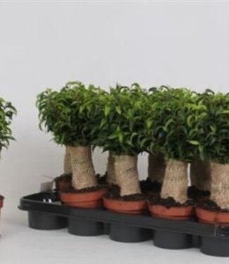 ME Ficus Be Natasja | Pot size 12 | Per 10 pieces