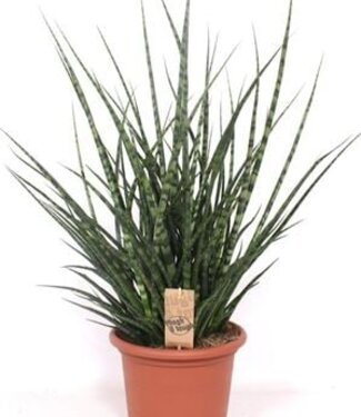 ME Sansevieria Fernwood Punk | Pot size 25 H90 | Each