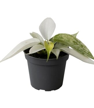 ME Philodendron Florida Ghost | Per 12 pieces