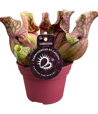 ME Sarracenia Venosa 12 cm | Per 6 pieces