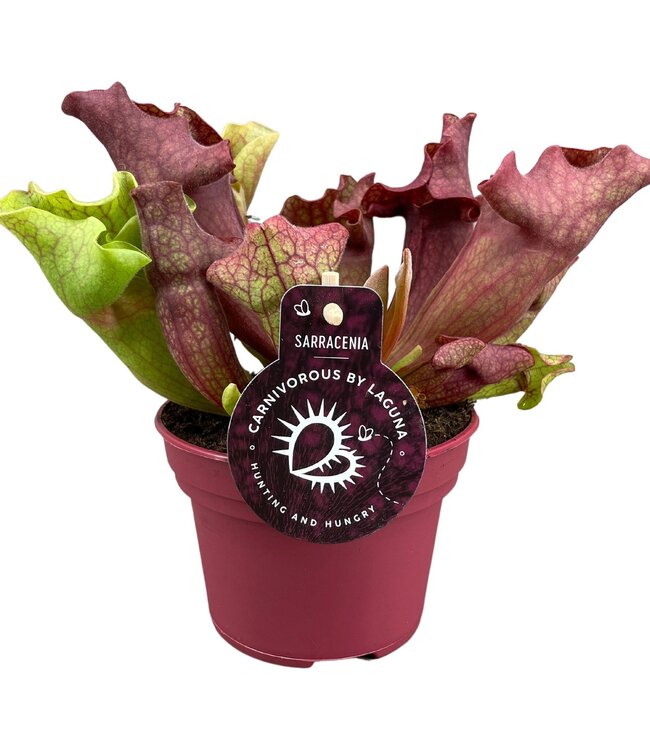 Sarracenia Ewelina 12 cm | Per 6 pieces