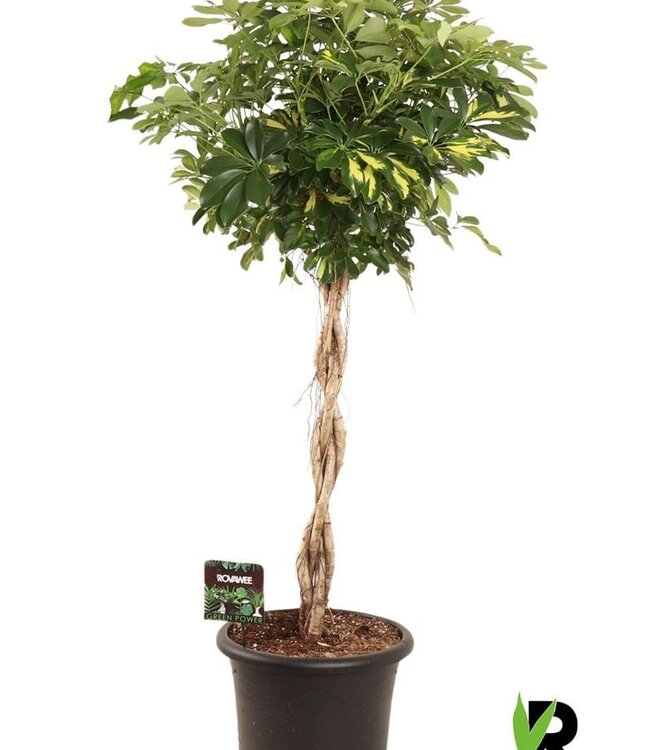 Schefflera arb. Gold Capella braided stem | each