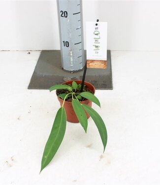 ME Anthurium Wendlingeri P10,5 | Per stuk