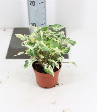 ME Syngonium T25 P10,5 | Per stuk